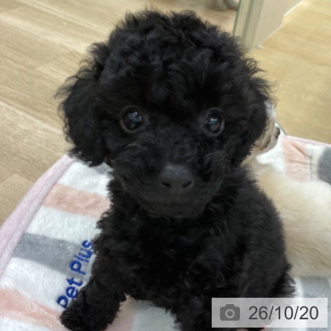 福島県のトイプードル(トイ) (ペットプラス 福島店/2026年8月19日生まれ/女の子/ブラック)の子犬の4枚目の画像