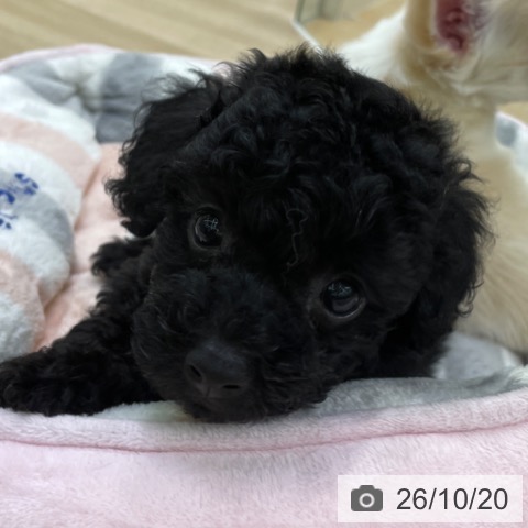福島県のトイプードル(トイ) (ペットプラス 福島店/2026年8月19日生まれ/女の子/ブラック)の子犬の3枚目の画像