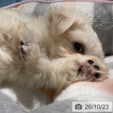 マルチーズの写真