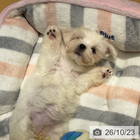 マルチーズの写真