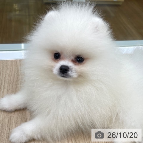 ポメラニアンの写真