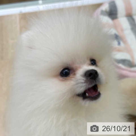 ポメラニアンの写真