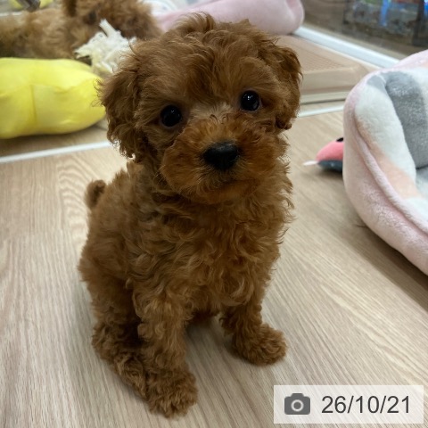 埼玉県のトイプードル(トイ) (ペットプラス 八潮店/2026年8月11日生まれ/女の子/レッド)の子犬の4枚目の画像