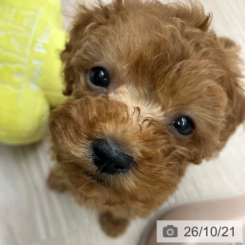 埼玉県のトイプードル(トイ) (ペットプラス 八潮店/2026年8月11日生まれ/女の子/レッド)の子犬の3枚目の画像