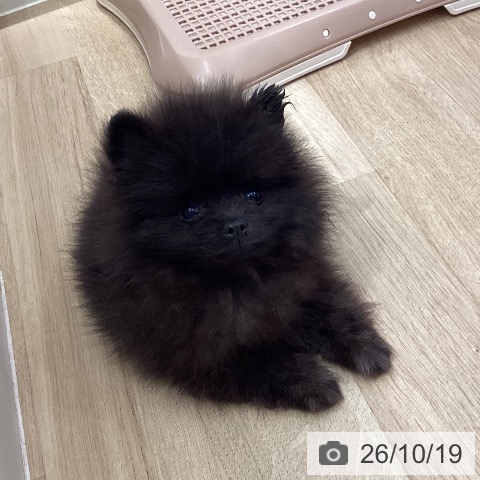 ポメラニアンの写真
