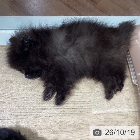 ポメラニアンの写真