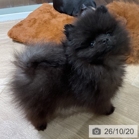 ポメラニアンの写真