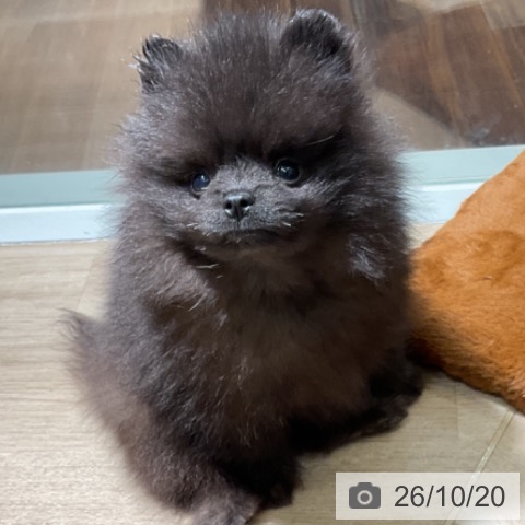 ポメラニアンの写真