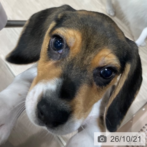 埼玉県のビーグル (ペッツワン 新座店/2026年8月19日生まれ/男の子/ブラックタンホワイト)の子犬の4枚目の画像