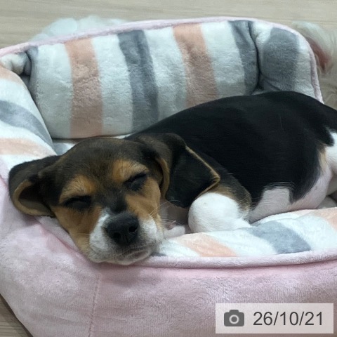 埼玉県のビーグル (ペッツワン 新座店/2026年8月19日生まれ/男の子/ブラックタンホワイト)の子犬の3枚目の画像