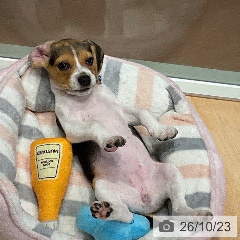 ビーグルの写真