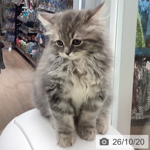 埼玉県のミヌエット (ペットプラス 川口店/2026年8月8日生まれ/男の子/ブルータビー)の子猫の4枚目の画像