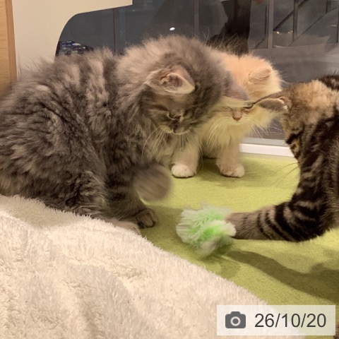 埼玉県のミヌエット (ペットプラス 川口店/2026年8月8日生まれ/男の子/ブルータビー)の子猫の3枚目の画像