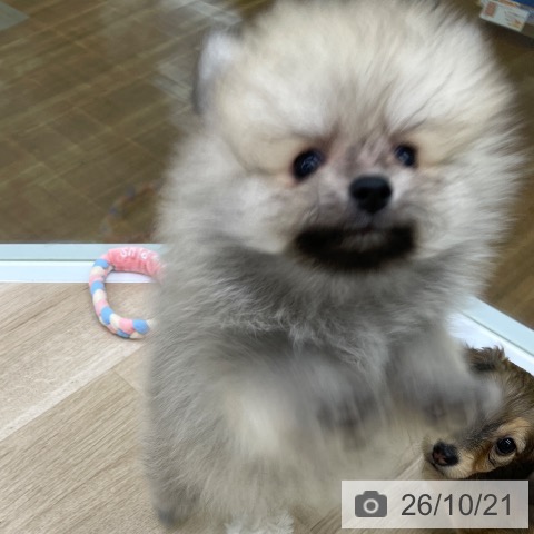 福島県のポメラニアン (ペットプラス 福島店/2026年8月17日生まれ/男の子/オレンジ)の子犬の4枚目の画像