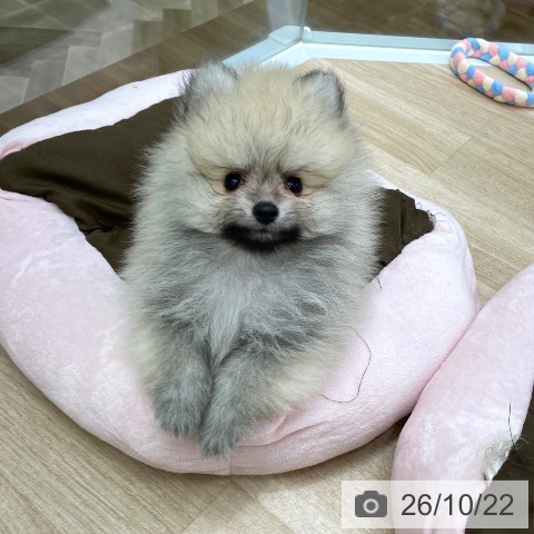 福島県のポメラニアン (ペットプラス 福島店/2026年8月17日生まれ/男の子/オレンジ)の子犬の3枚目の画像