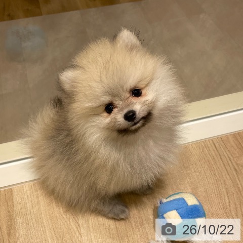 宮城県のポメラニアン (ペットプラス 仙台上杉店/2026年8月17日生まれ/女の子/オレンジ)の子犬の4枚目の画像