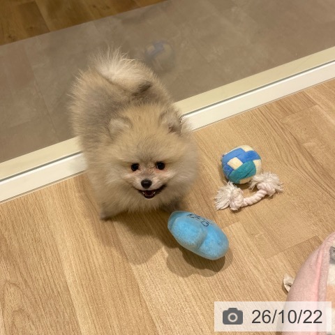 宮城県のポメラニアン (ペットプラス 仙台上杉店/2026年8月17日生まれ/女の子/オレンジ)の子犬の3枚目の画像
