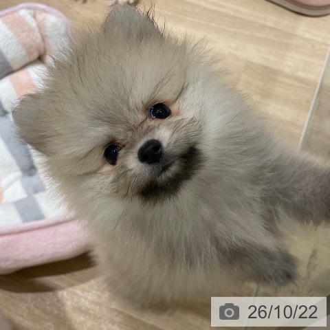 宮城県のポメラニアン (ペットプラス 仙台上杉店/2026年8月17日生まれ/女の子/オレンジ)の子犬の4枚目の画像