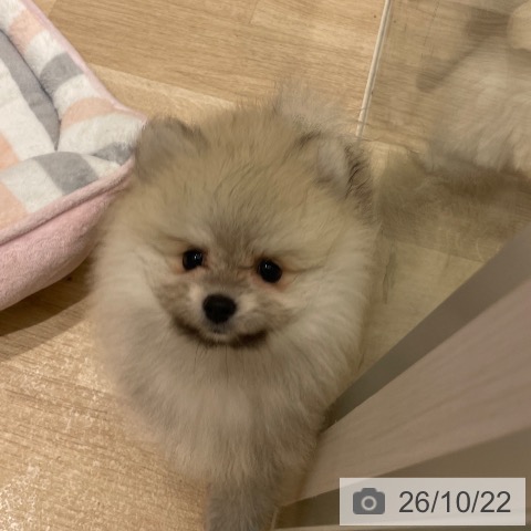 宮城県のポメラニアン (ペットプラス 仙台上杉店/2026年8月17日生まれ/女の子/オレンジ)の子犬の3枚目の画像