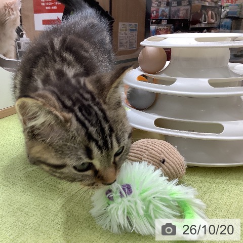 埼玉県のアメリカンショートヘアー (ペットプラス 川口店/2026年8月5日生まれ/男の子/ブラウンタビー)の子猫の4枚目の画像