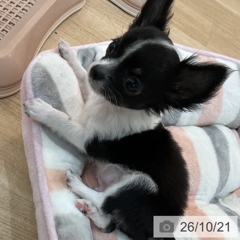 チワワの写真