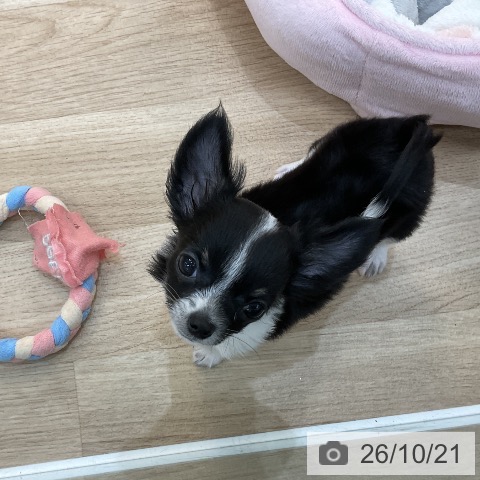 チワワの写真