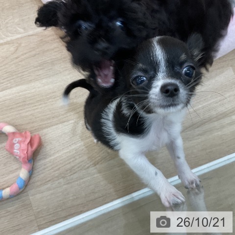 チワワの写真
