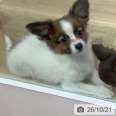 パピヨンの写真