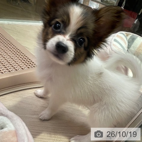 パピヨンの写真
