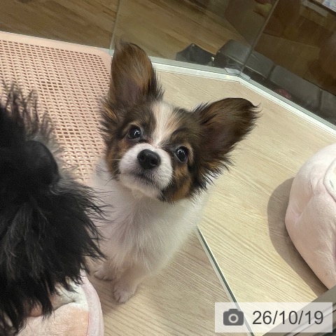 パピヨンの写真