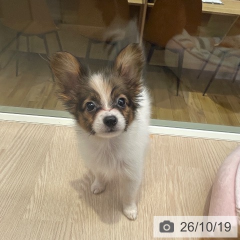 パピヨンの写真