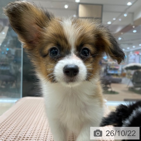 宮城県のパピヨン (ペットプラス 名取店/2026年8月17日生まれ/女の子/ホワイトブラウン)の子犬の4枚目の画像