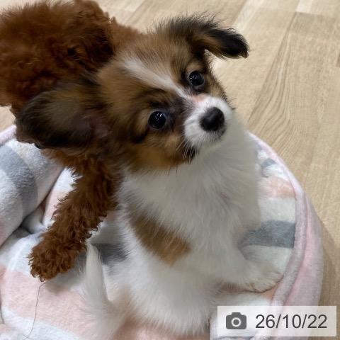 宮城県のパピヨン (ペットプラス 名取店/2026年8月17日生まれ/女の子/ホワイトブラウン)の子犬の3枚目の画像