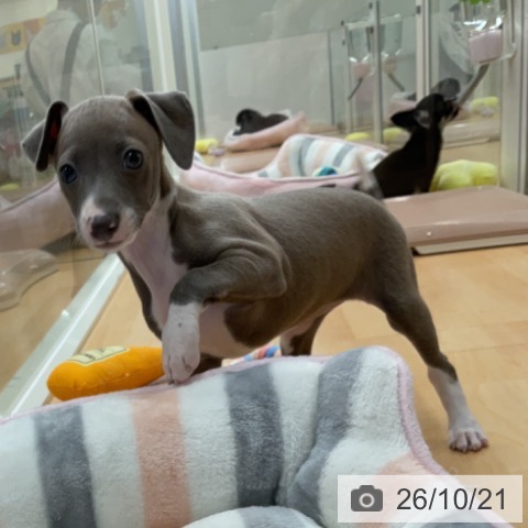 埼玉県のイタリアングレーハウンド (ペットプラス 浦和美園店/2026年8月18日生まれ/女の子/ブルーフォーンホワイトマーキングス)の子犬の3枚目の画像