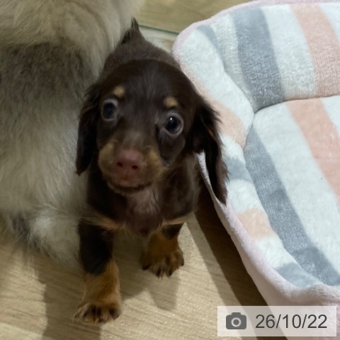 宮城県のミニチュアダックスフンド(ロング) (ペットプラス 仙台上杉店/2026年8月17日生まれ/男の子/チョコレートタン)の子犬の3枚目の画像