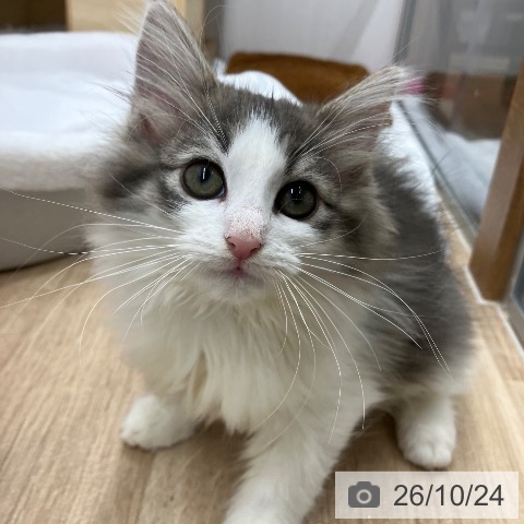長野県のノルウェージャンフォレストキャット (ペットプラス 須坂店/2026年8月10日生まれ/女の子/ブルータビーホワイト)の子猫の3枚目の画像