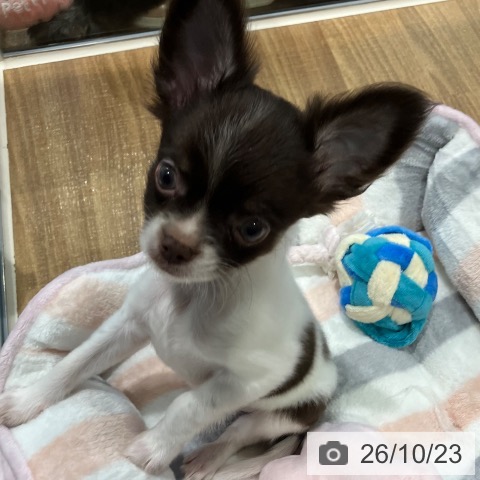 埼玉県のチワワ(ロング) (ペッツワン 新座店/2026年8月15日生まれ/男の子/ホワイトチョコレートタン)の子犬の4枚目の画像