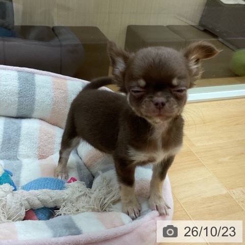 チワワの写真