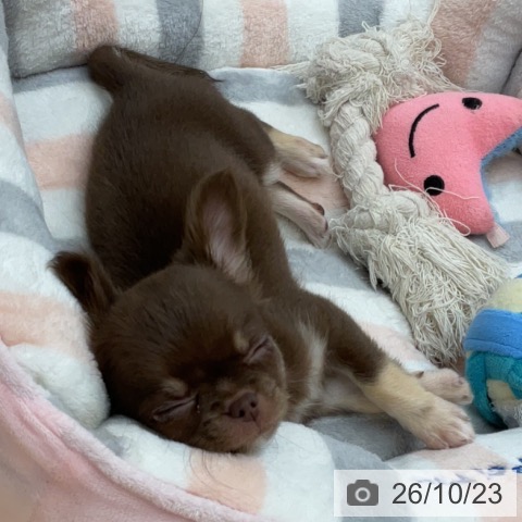 チワワの写真