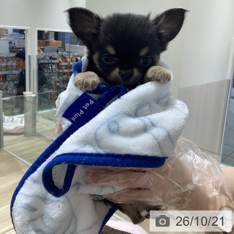 長野県のチワワ(ロング) (ペットプラス 須坂店/2026年8月20日生まれ/男の子/ブラックタン)の子犬の3枚目の画像