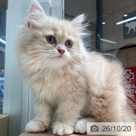 埼玉県のミヌエット (ペットプラス 川口店/2026年8月19日生まれ/男の子/クリームタビー)の子猫の4枚目の画像