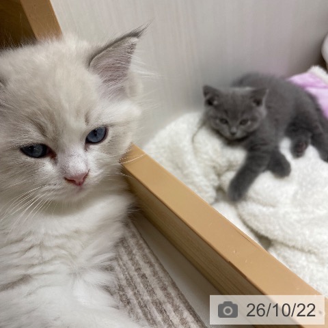 宮城県のブリティッシュショートヘアー (ペットプラス 仙台上杉店/2026年8月19日生まれ/女の子/ブルー)の子猫の4枚目の画像