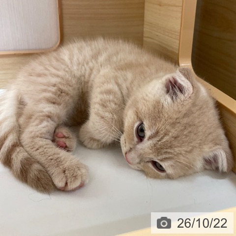 宮城県のスコティッシュフォールド (ペットプラス 名取店/2026年8月18日生まれ/男の子/クリームタビー)の子猫の3枚目の画像