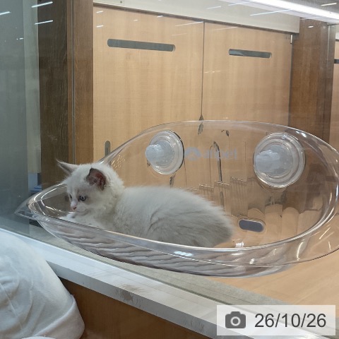 埼玉県のラグドール (ペッツワン 浦和美園店/2026年8月19日生まれ/男の子/ブルーポイントバイカラー)の子猫の3枚目の画像
