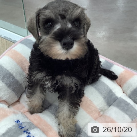 埼玉県のミニチュアシュナウザー (ペットプラス 川口店/2026年8月19日生まれ/女の子/ソルトペッパー)の子犬の4枚目の画像