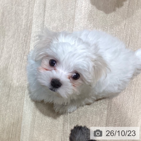 宮城県のマルチーズ (ペットプラス 仙台泉大沢店/2026年8月17日生まれ/男の子/ホワイト)の子犬の4枚目の画像