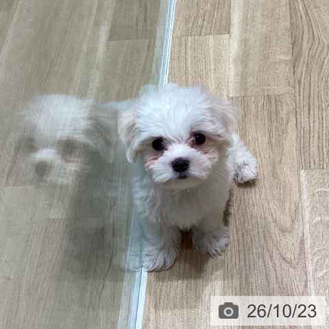 宮城県のマルチーズ (ペットプラス 仙台泉大沢店/2026年8月17日生まれ/男の子/ホワイト)の子犬の3枚目の画像
