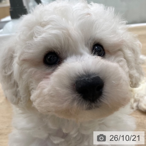福島県のビションフリーゼ (ペットプラス 福島店/2026年8月20日生まれ/男の子/ホワイト)の子犬の3枚目の画像