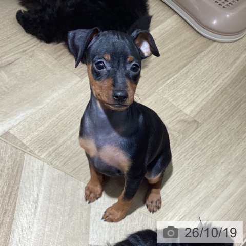 ミニチュア・ピンシャーの写真