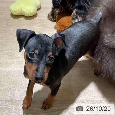ミニチュア・ピンシャーの写真
